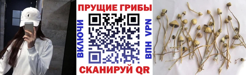 наркота  Новосибирск  Галлюциногенные грибы MAGIC MUSHROOMS 